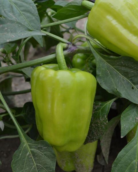 Paprika "Neusiedler" (Pflanze)